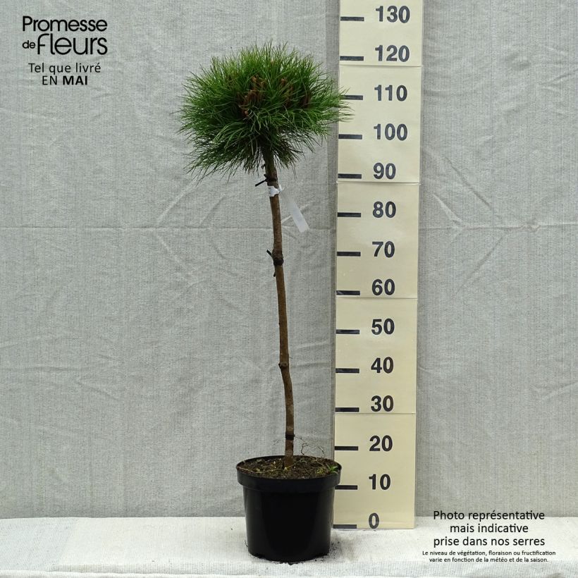 Amostra de Pinus nigra Marie Brégeon Vaso de 7,5 L/10 L, Meia haste tal como entregue na primavera