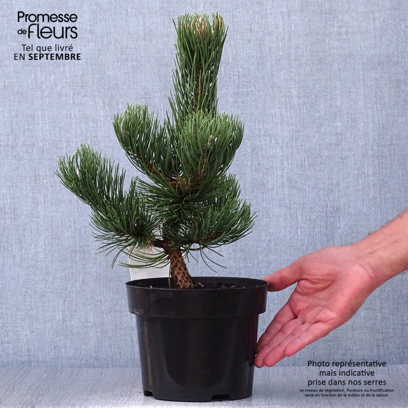 Amostra de Pinus nigra Oregon Green Vaso de 2 L/3 L tal como entregue no outono