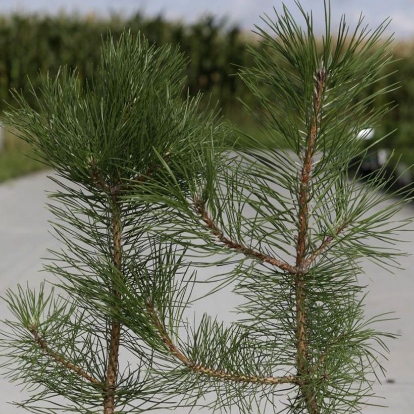 Pinus nigra nigra (Folhagem)
