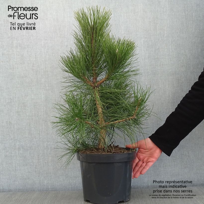 Amostra de Pinus nigra nigra Vaso de 7,5 L/10 L tal como entregue no inverno