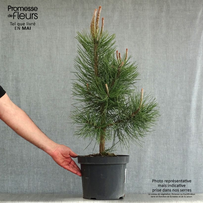 Amostra de Pinus nigra nigra Vaso de 7,5 L/10 L tal como entregue na primavera