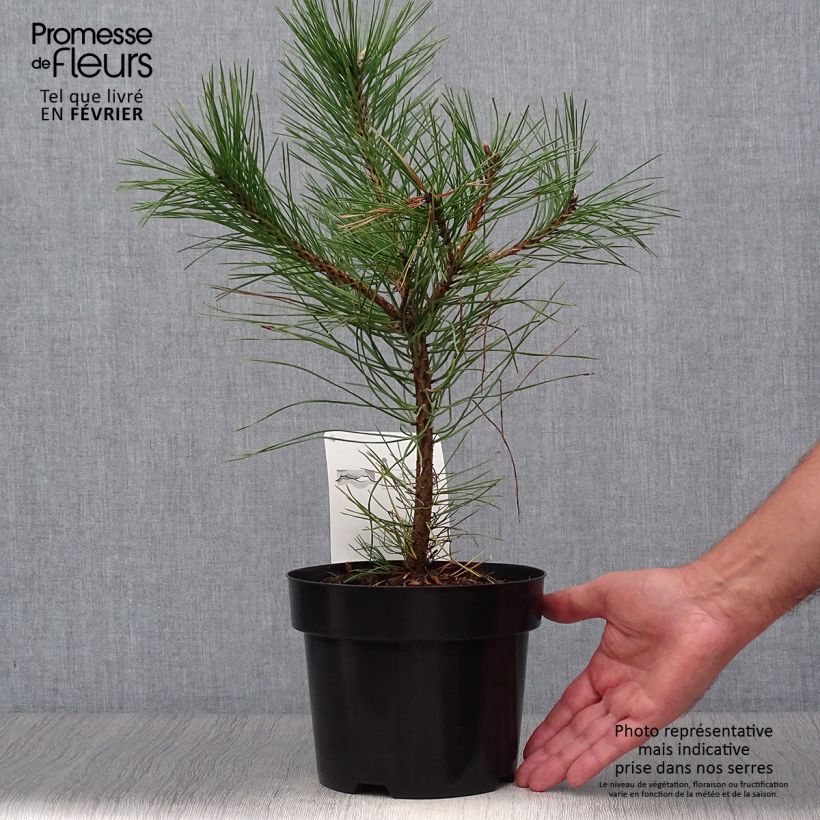 Amostra de Pinus nigra nigra Vaso de 2 L/3 L tal como entregue no outono