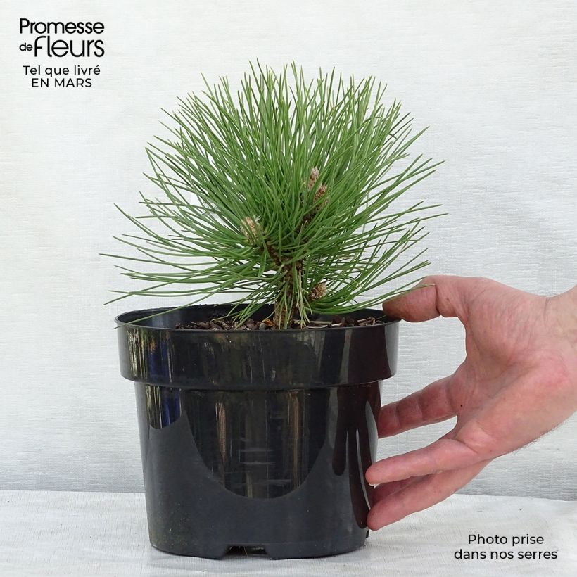 Amostra de Pinus nigra Nana Vaso de 2 L/3 L tal como entregue na primavera