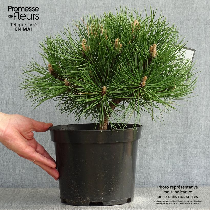 Amostra de Pinus nigra Nana Vaso de 7,5 L/10 L tal como entregue na primavera