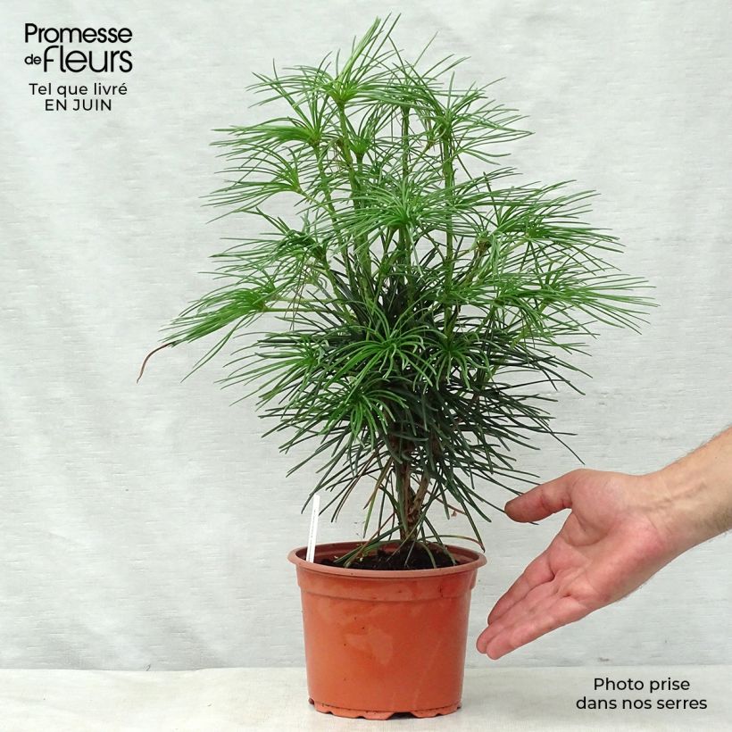 Amostra de Sciadopitys verticillata Vaso de 2 L/3 L tal como entregue no verão