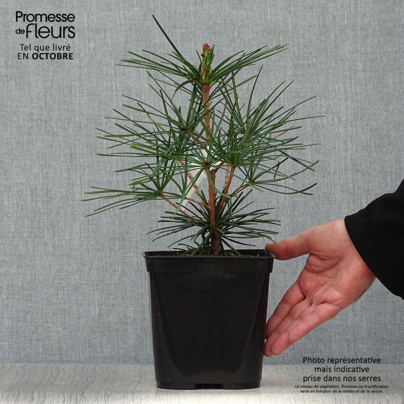 Amostra de Sciadopitys verticillata Vaso de 2 L/3 L tal como entregue no outono
