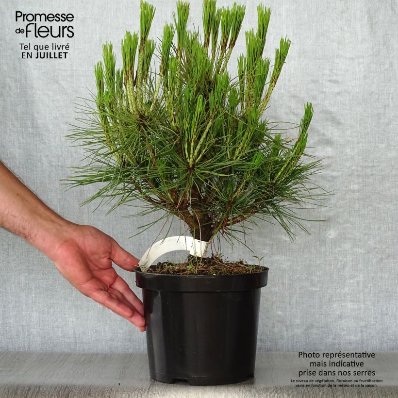 Amostra de Pinus densiflora Alice Verkade Vaso de 4 L/5 L tal como entregue no verão