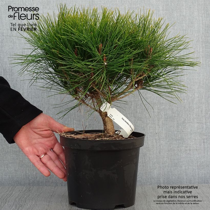 Amostra de Pin rouge du Japon - Pinus densiflora Alice Verkade                 Vaso de 4 L/5 L tal como entregue no inverno