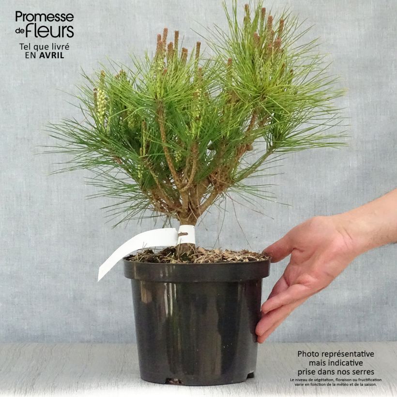 Amostra de Pinus densiflora Alice Verkade Vaso de 4 L/5 L tal como entregue na primavera