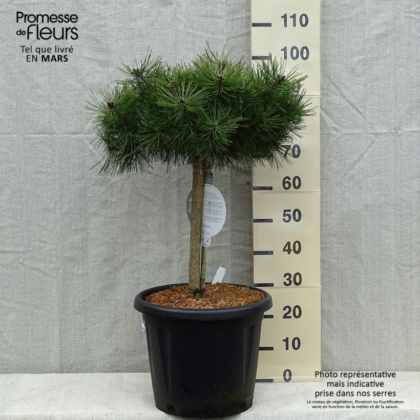 Amostra de Pin rouge du Japon - Pinus densiflora Low Glow                       Vaso de 7,5 L/10 L tal como entregue no inverno