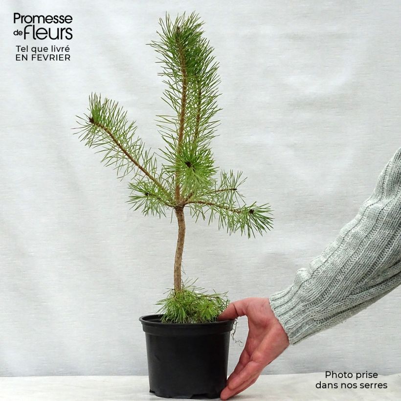 Amostra de Pinus sylvestris - Pinheiro-silvestre Vaso de 2 L/3 L tal como entregue no inverno