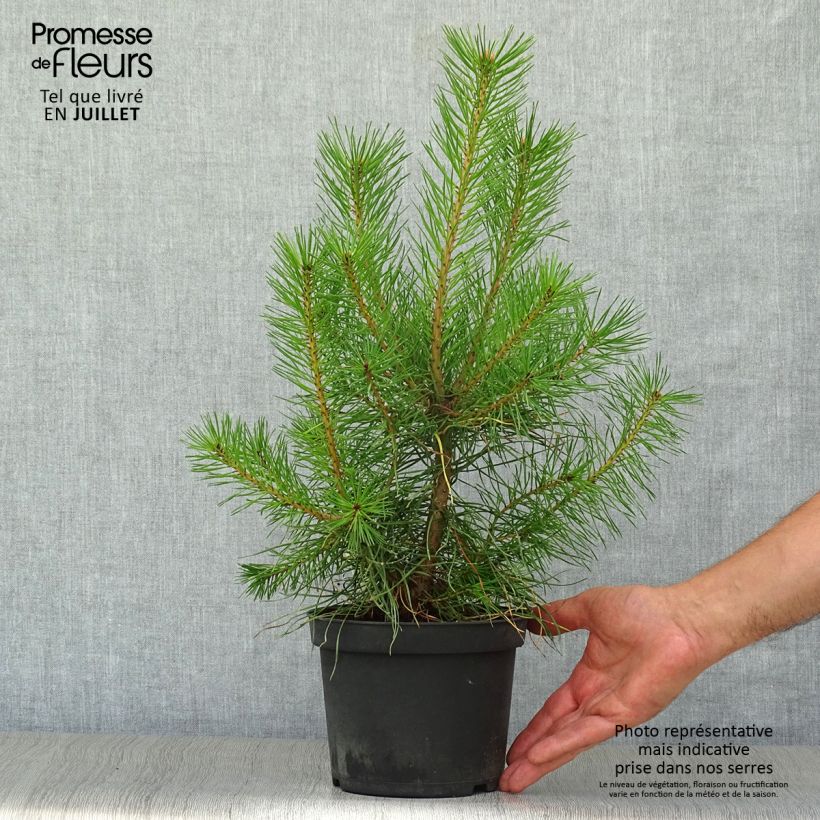 Amostra de Pinus sylvestris - Pinheiro-silvestre Vaso de 2 L/3 L tal como entregue no verão