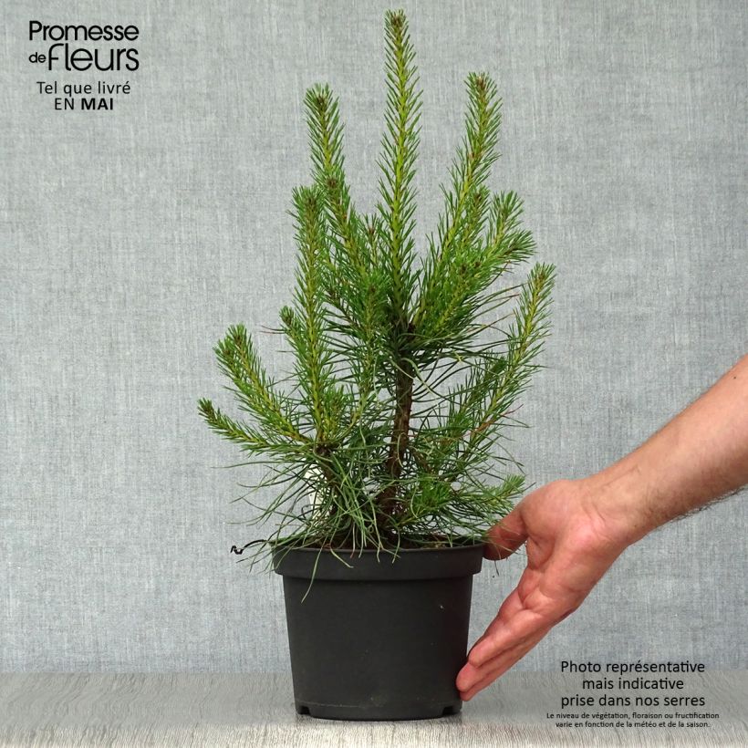 Amostra de Pinus sylvestris - Pinheiro-silvestre Vaso de 2 L/3 L tal como entregue na primavera