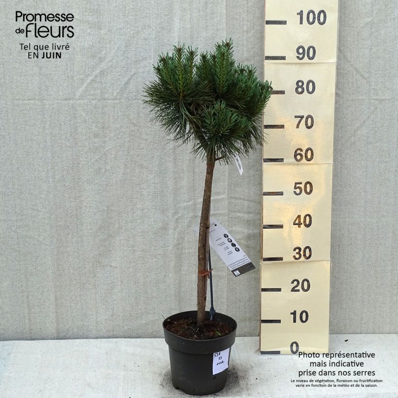Amostra de Pinus sylvestris Chantry Blue Peça, Haste tal como entregue no verão