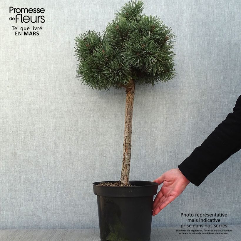 Amostra de Pin sylvestre nain - Pinus sylvestris Doone Valley Vaso de 7,5 L/10 L tal como entregue no inverno