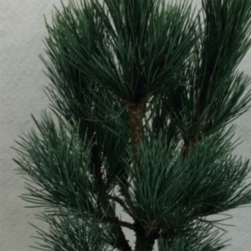Pinus cembra Compacta Glauca (Folhagem)
