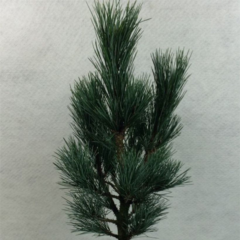 Pinus cembra Compacta Glauca (Hábito)