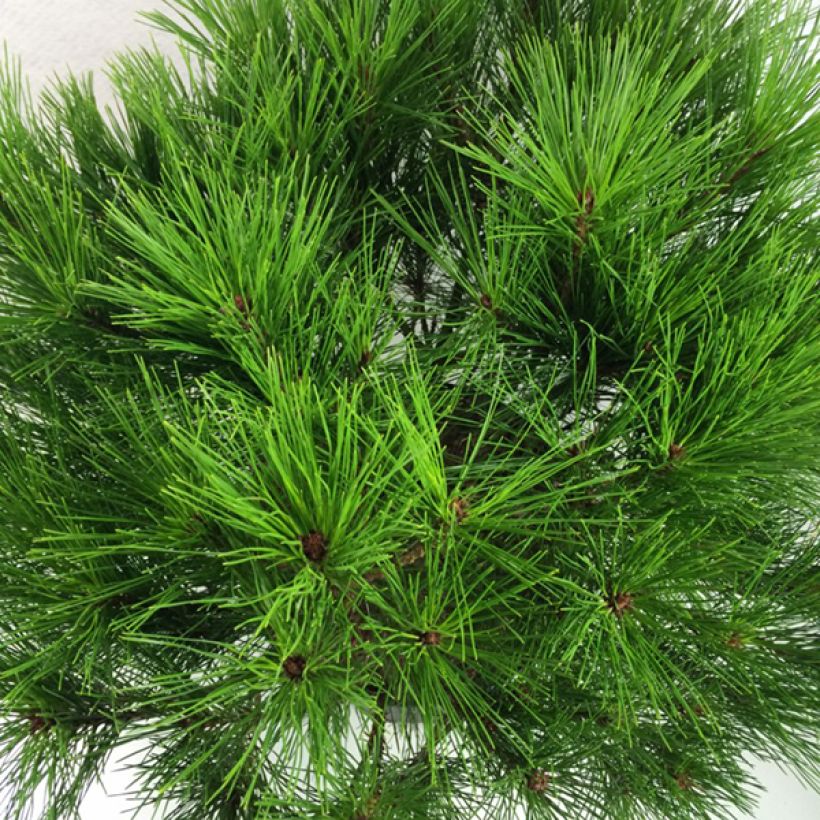 Pinus densiflora Alice Verkade (Folhagem)