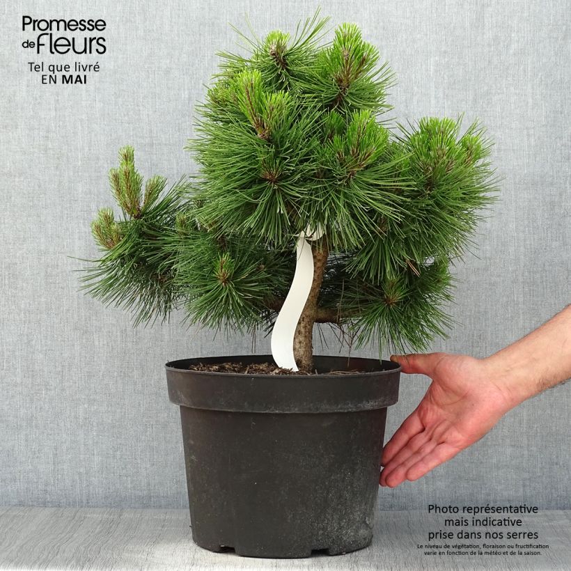 Amostra de Pinus densiflora Jane Kluis Vaso de 7,5 L/10 L tal como entregue na primavera
