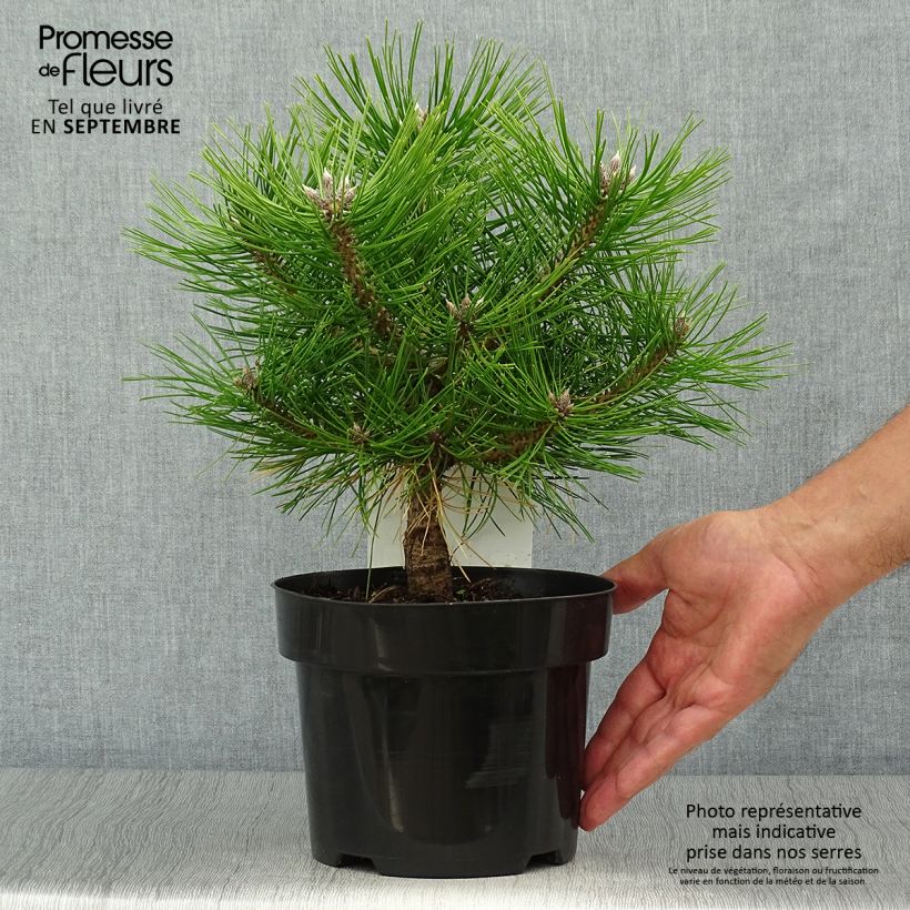Amostra de Pinus densiflora Jane Kluis Vaso de 2 L/3 L tal como entregue no outono