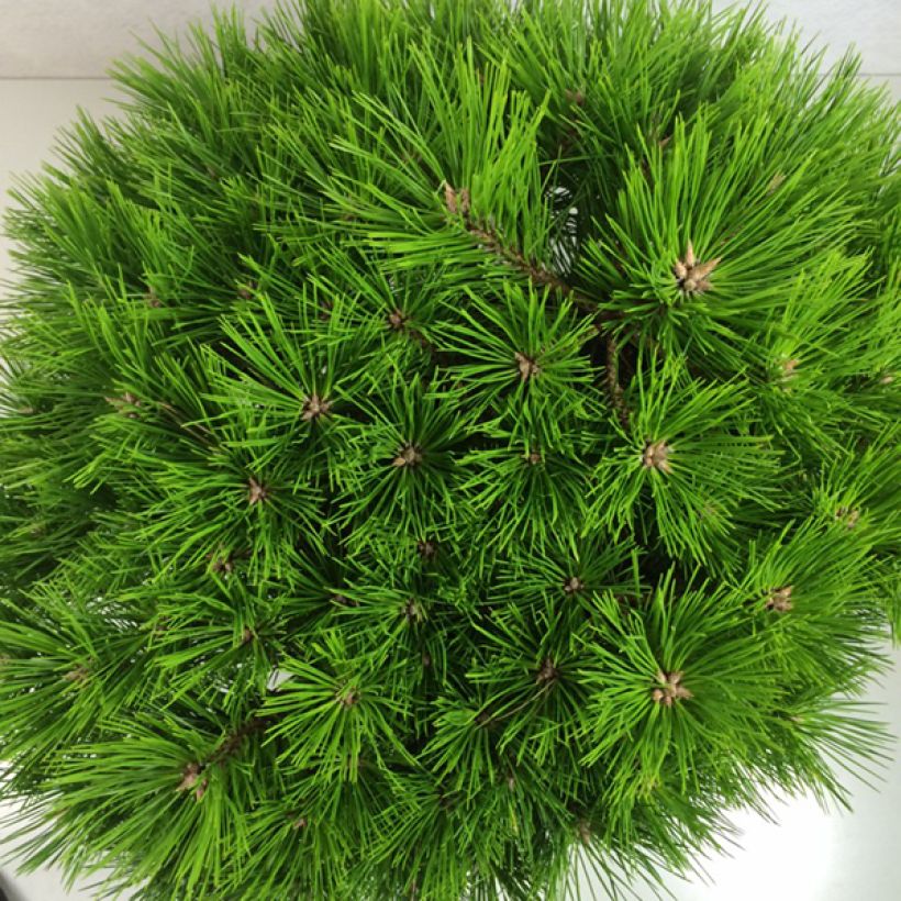 Pinus densiflora Low Glow (Folhagem)