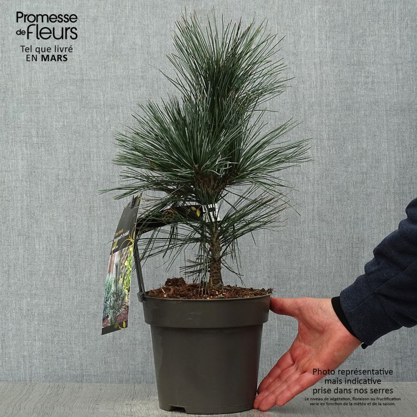 Amostra de Pinus flexilis Vanderwolf's Pyramid Vaso de 2 L/3 L tal como entregue na primavera