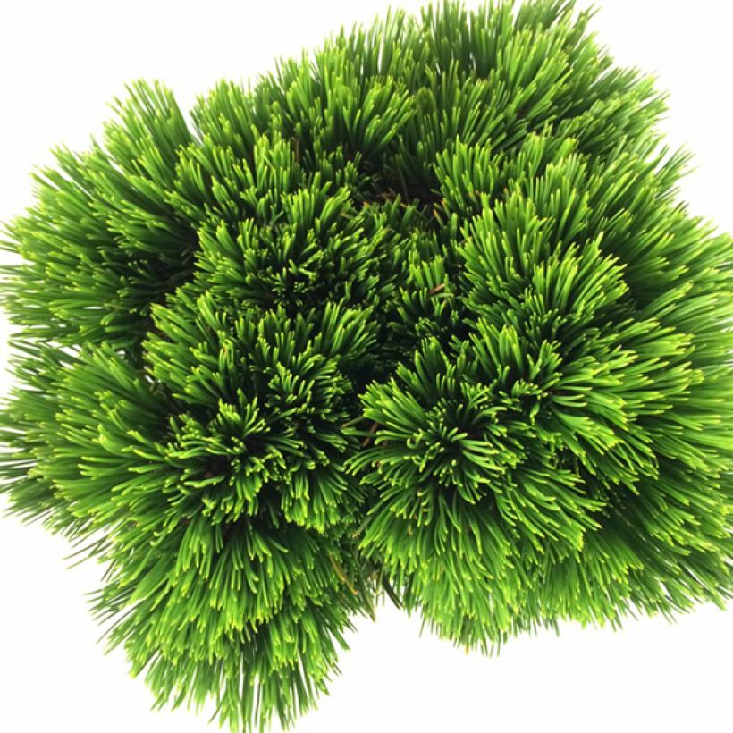 Pinus heldreichii Schmidtii (Folhagem)