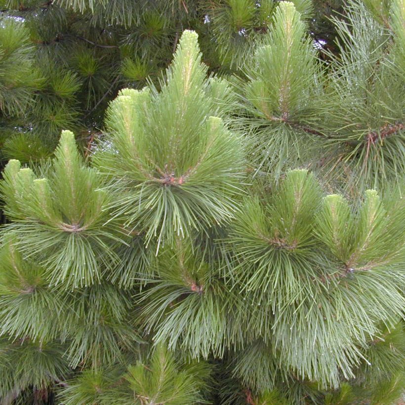 Pinus insignis - Pinheiro-insigne (Folhagem)