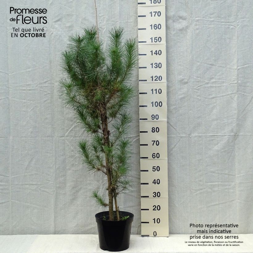 Amostra de Pinus insignis - Pinheiro-insigne Vaso de 7,5 L/10 L tal como entregue no outono
