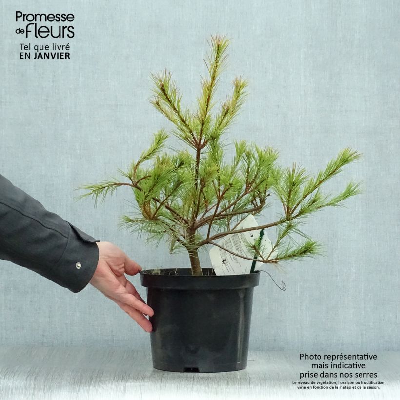 Amostra de Pinus insignis - Pinheiro-insigne Vaso de 7,5 L/10 L tal como entregue no inverno