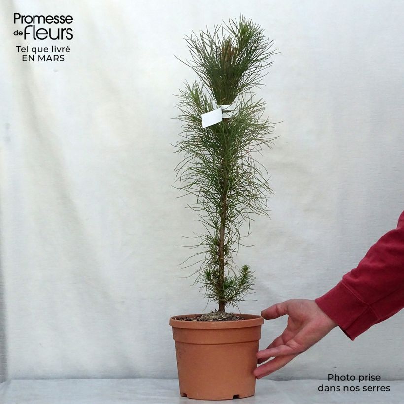 Amostra de Pinus insignis - Pinheiro-insigne Vaso de 2 L/3 L tal como entregue na primavera