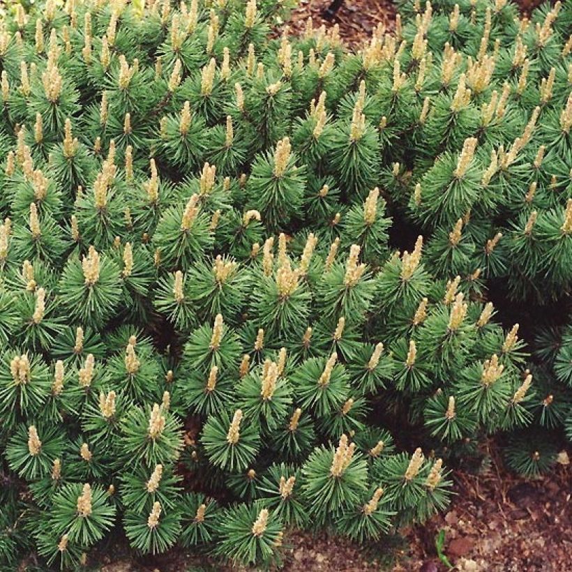 Pinus mugo Humpy (Hábito)