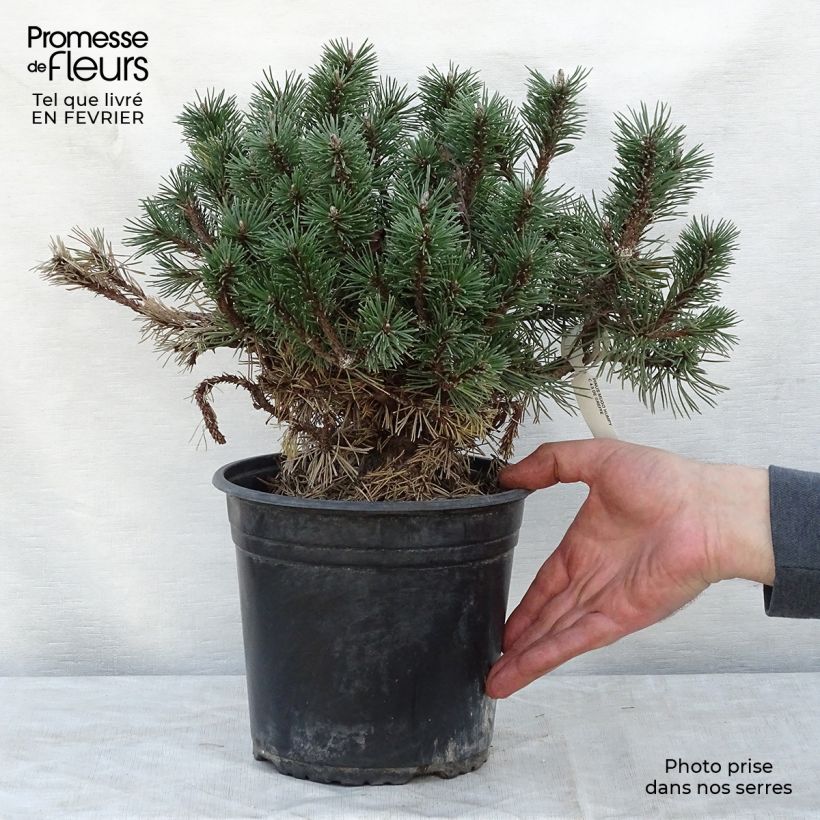 Amostra de Pinus mugo Humpy - Pin nain de montagne Vaso de 7,5 L/10 L tal como entregue no inverno