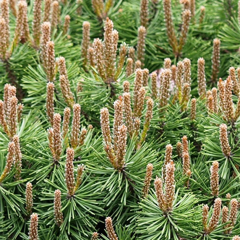 Pinus mugo Mops (Hábito)