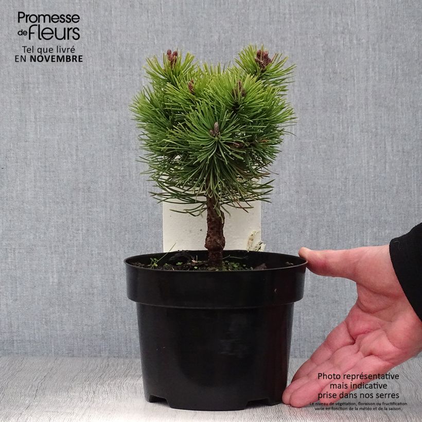 Amostra de Pinus mugo Mops Vaso de 2 L/3 L tal como entregue no outono