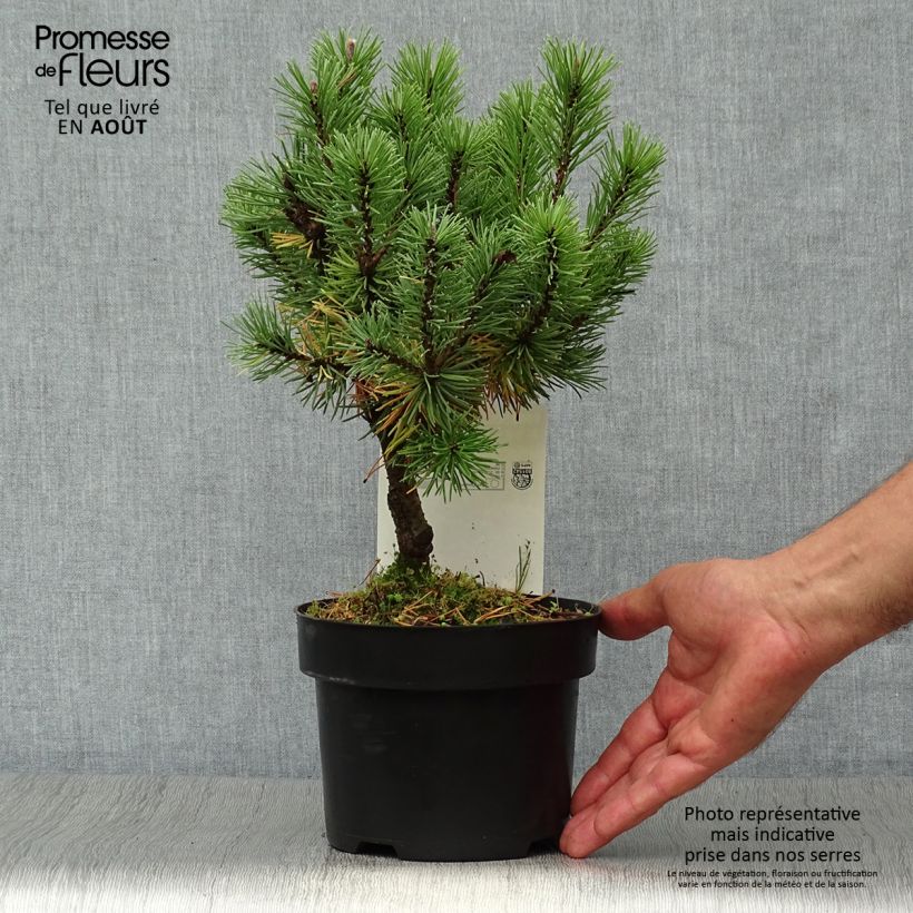Amostra de Pinus mugo Mops Vaso de 2 L/3 L tal como entregue no verão