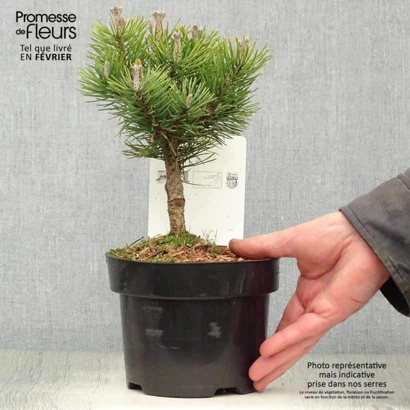 Amostra de Pinus mugo Mops - Pin de montagne Vaso de 2 L/3 L tal como entregue no inverno