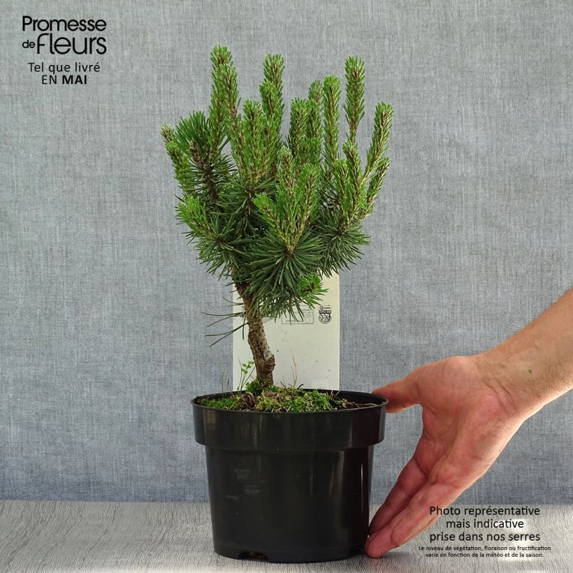 Amostra de Pinus mugo Mops Vaso de 2 L/3 L tal como entregue na primavera