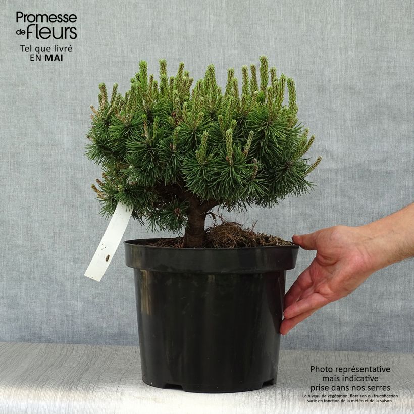 Amostra de Pinus mugo Mops Vaso de 4 L/5 L tal como entregue na primavera