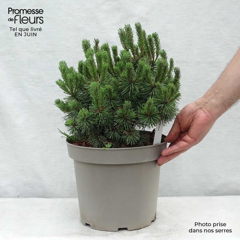 Amostra de Pinus mugo Mops Vaso de 4 L/5 L tal como entregue no verão