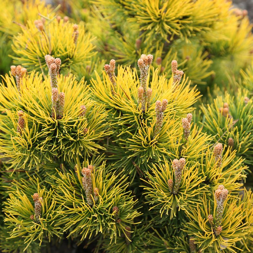 Pinus mugo Nana Balcanica Aurea (Folhagem)