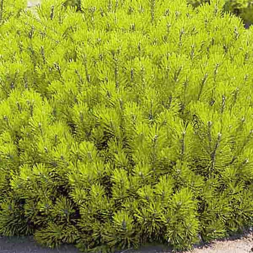 Pinus mugo Ophir (Folhagem)