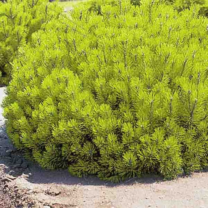 Pinus mugo Ophir (Hábito)