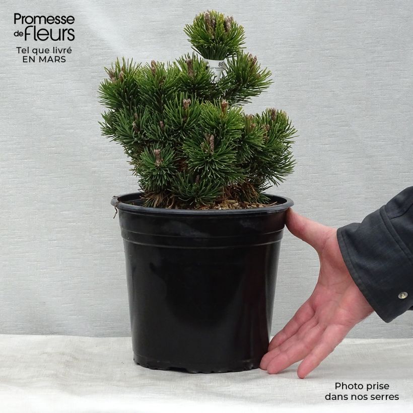 Amostra de Pinus mugo Picobello Vaso de 2 L/3 L tal como entregue na primavera