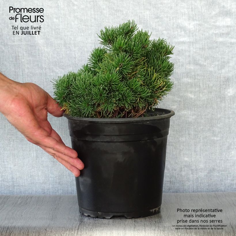 Amostra de Pinus mugo Picobello Vaso de 2 L/3 L tal como entregue no verão