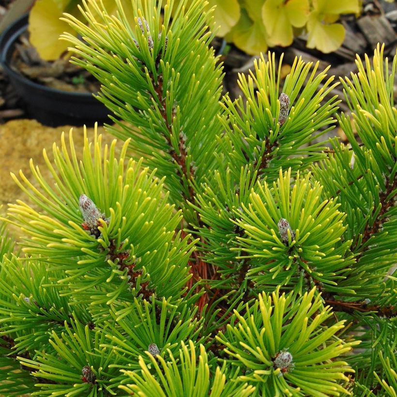 Pinus mugo Winter Gold (Folhagem)