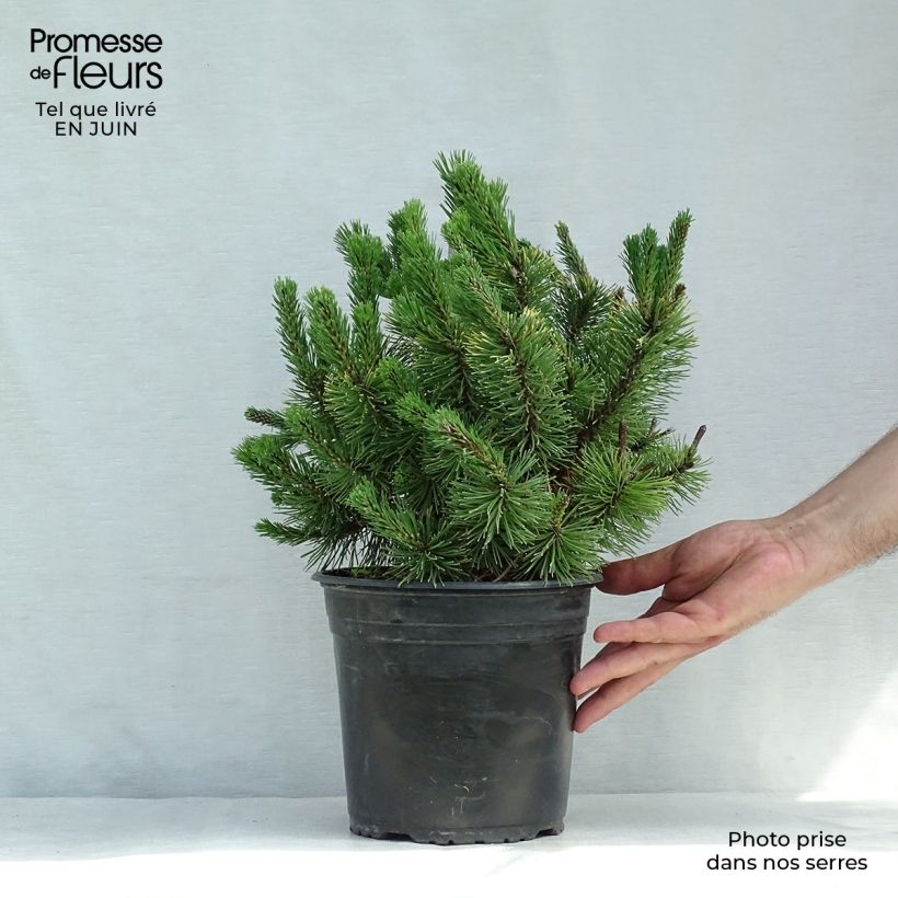 Amostra de Pinus mugo Winter Gold Vaso de 2 L/3 L tal como entregue no verão