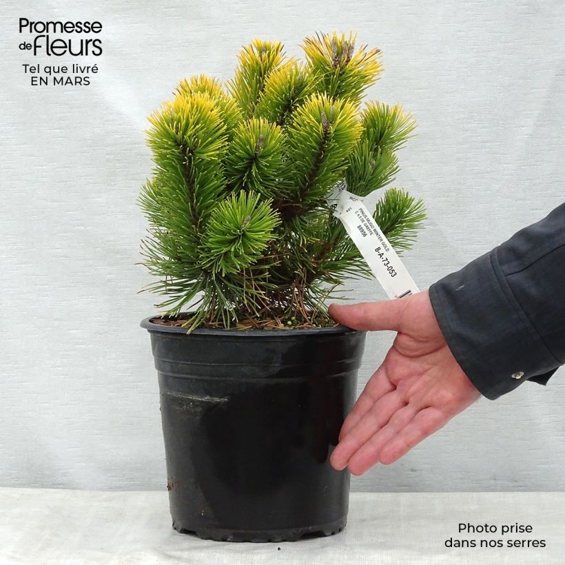 Amostra de Pinus mugo Winter Gold Vaso de 2 L/3 L tal como entregue na primavera