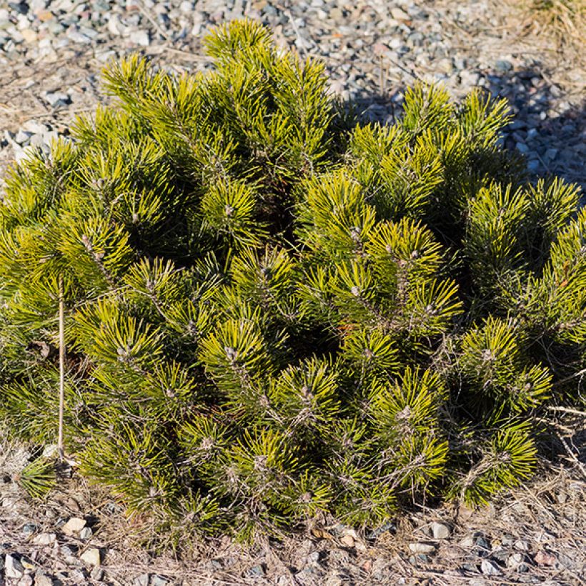 Pinus mugo var. pumilio (Hábito)