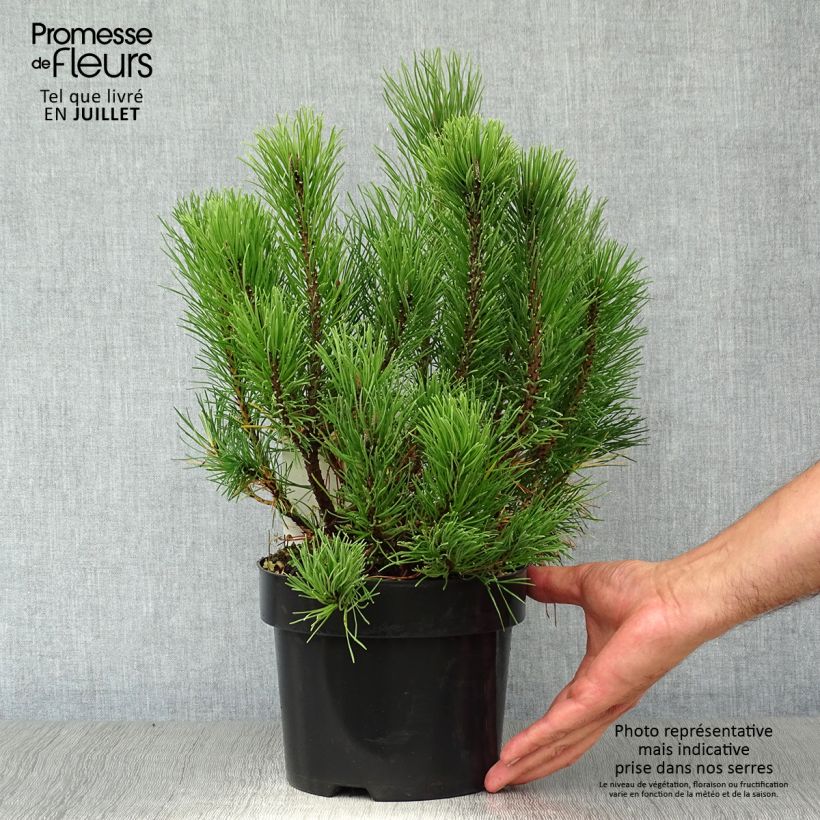Amostra de Pinus mugo var. pumilio Vaso de 2 L/3 L tal como entregue no verão